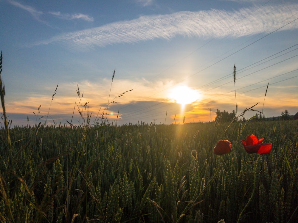 green grass field during sunset