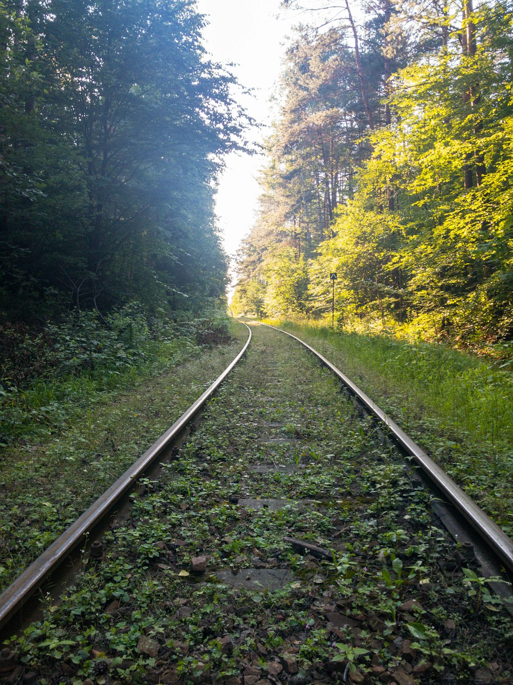 train rail in the forest