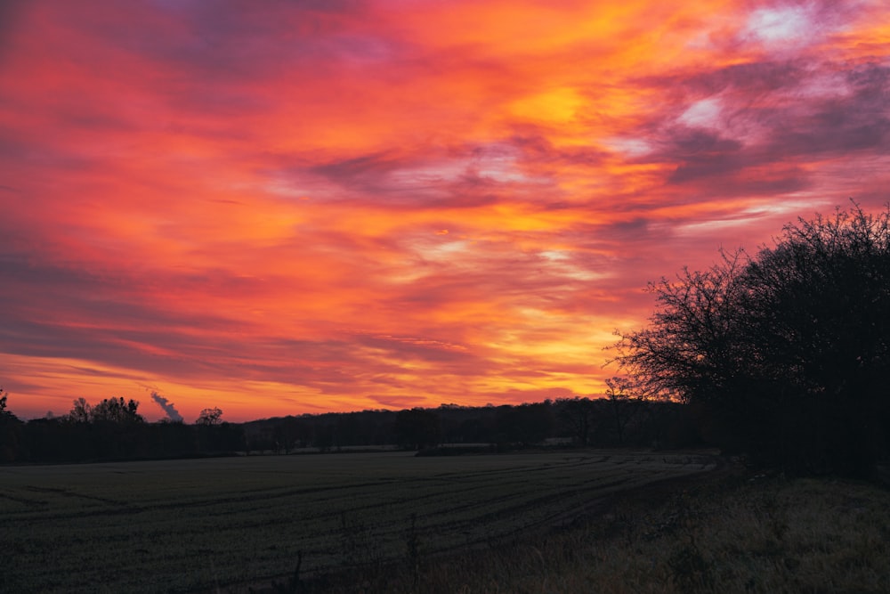 silhouette of trees during sunset