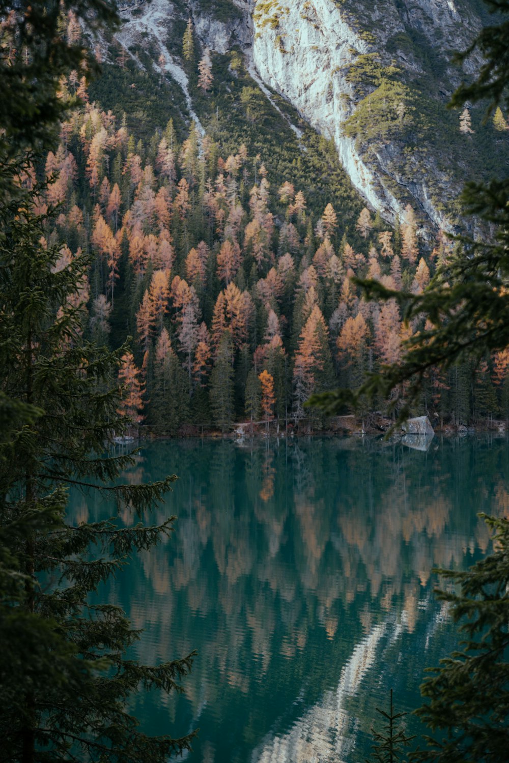 green trees near body of water during daytime