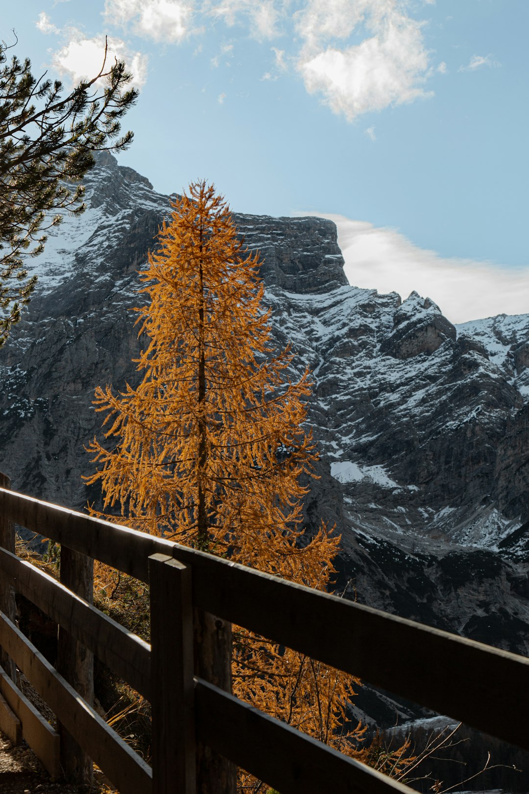 brown trees on mountain during daytime