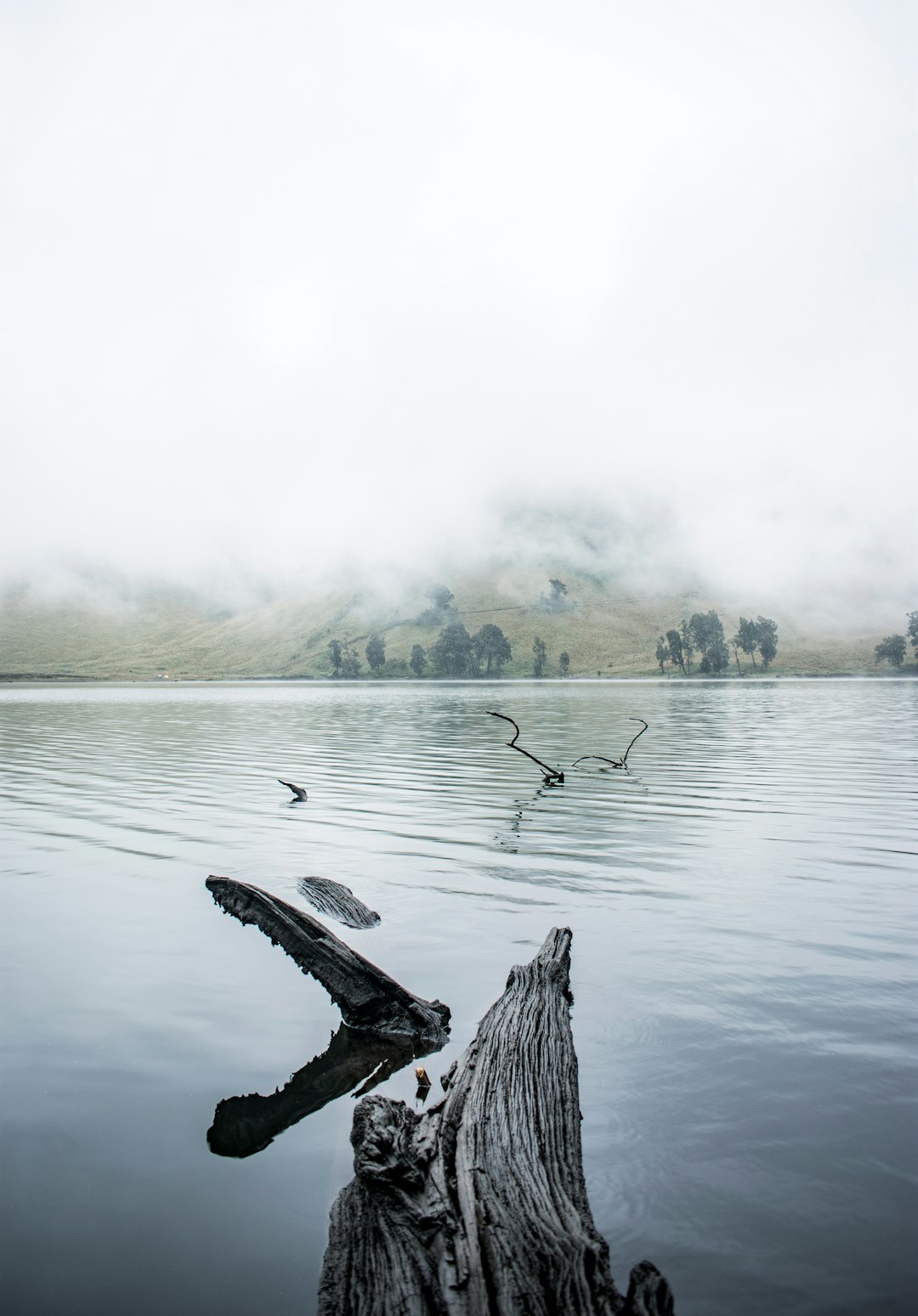 brown wood log on lake