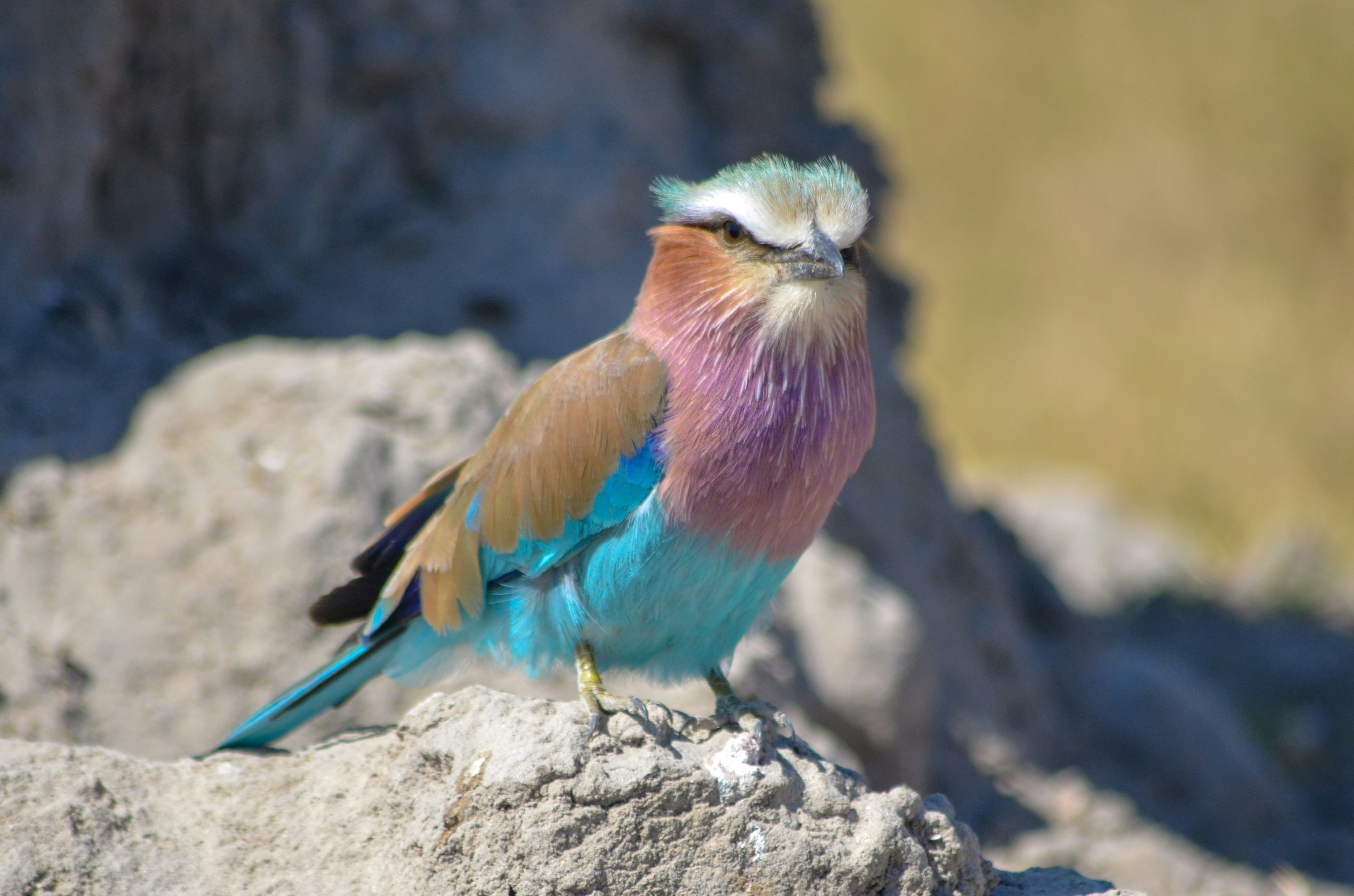 A colorful bird on a branch.