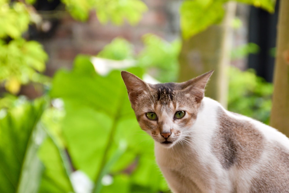 white and brown cat on green grass during daytime