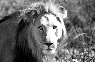 A close-up black and white photograph of a lion with a thick mane. The lion's gaze is intense and focused forward, with a backdrop of blurred foliage.