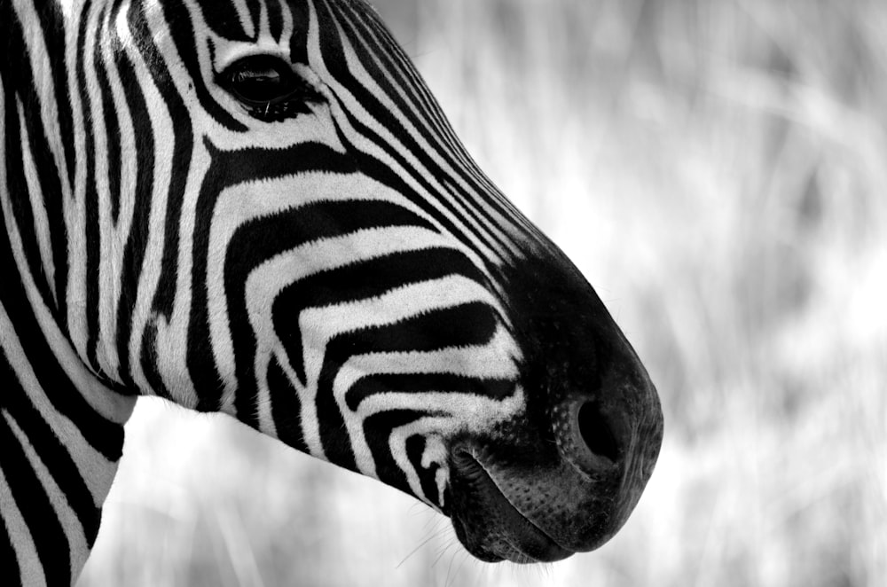 zebra in grayscale photography during daytime