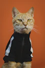 orange tabby cat in black and white jacket