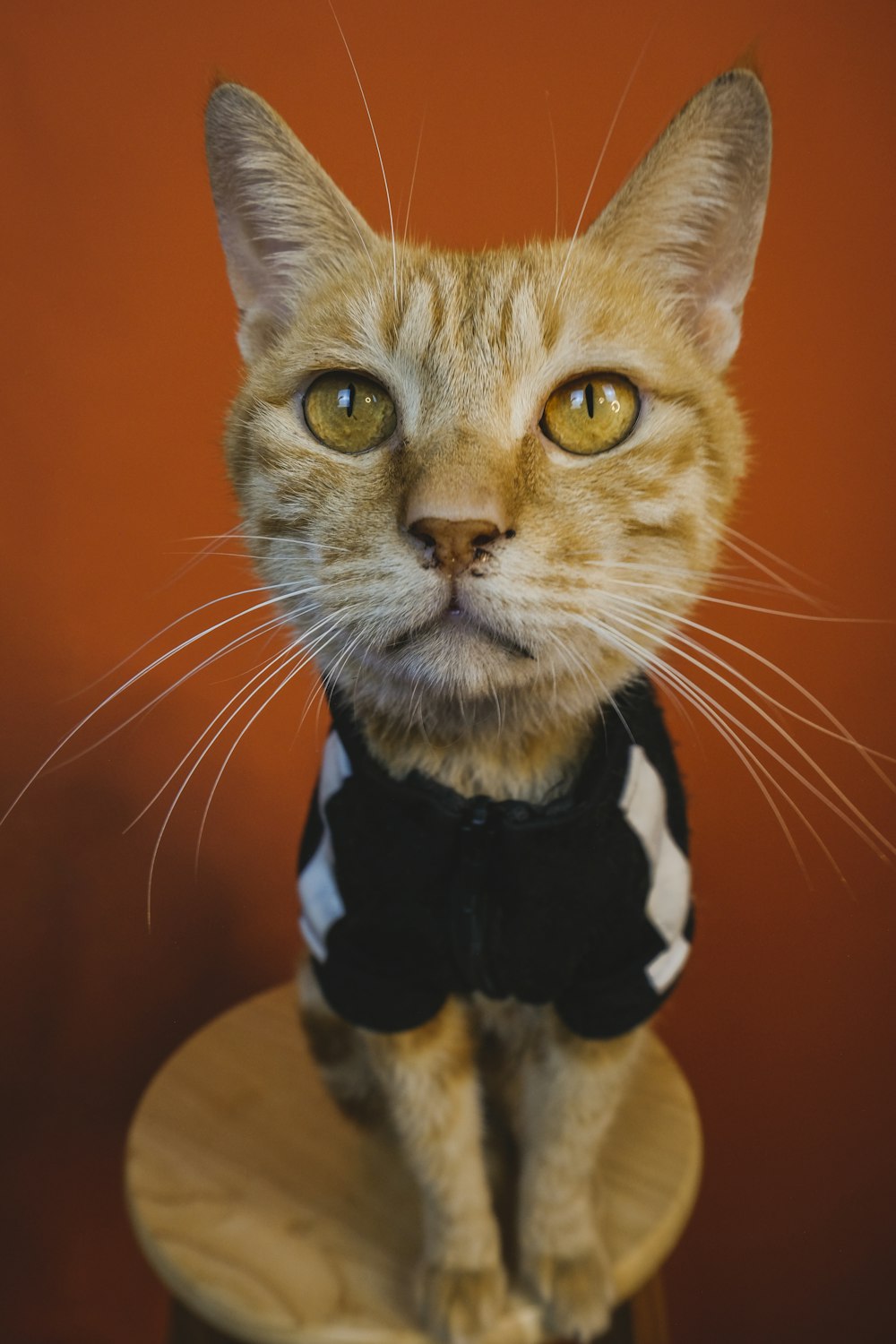 orange tabby cat wearing black and white scarf