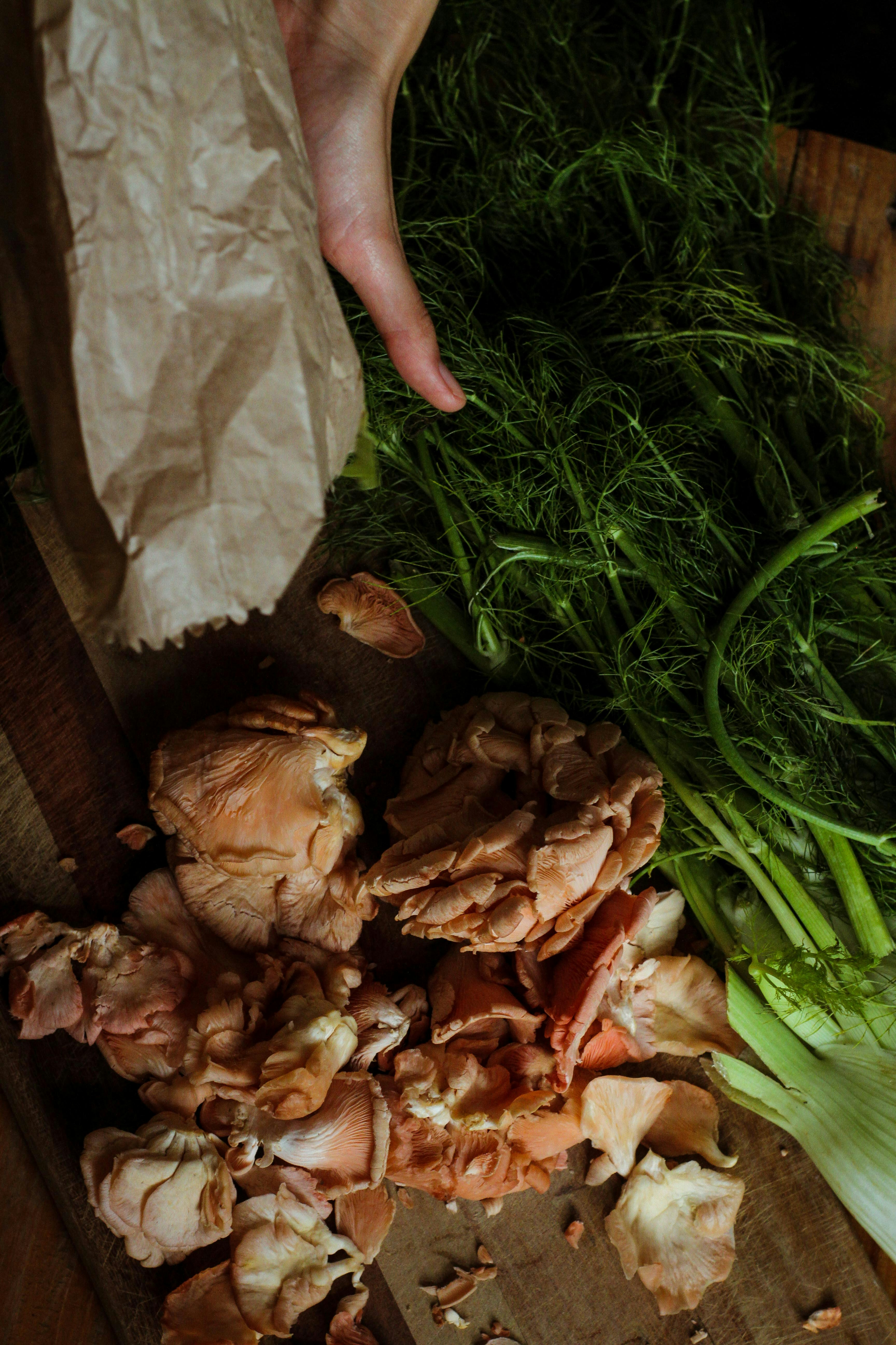 緑の芝生に茶色のキノコを持っている人の写真 Unsplashで見つける工場の無料写真