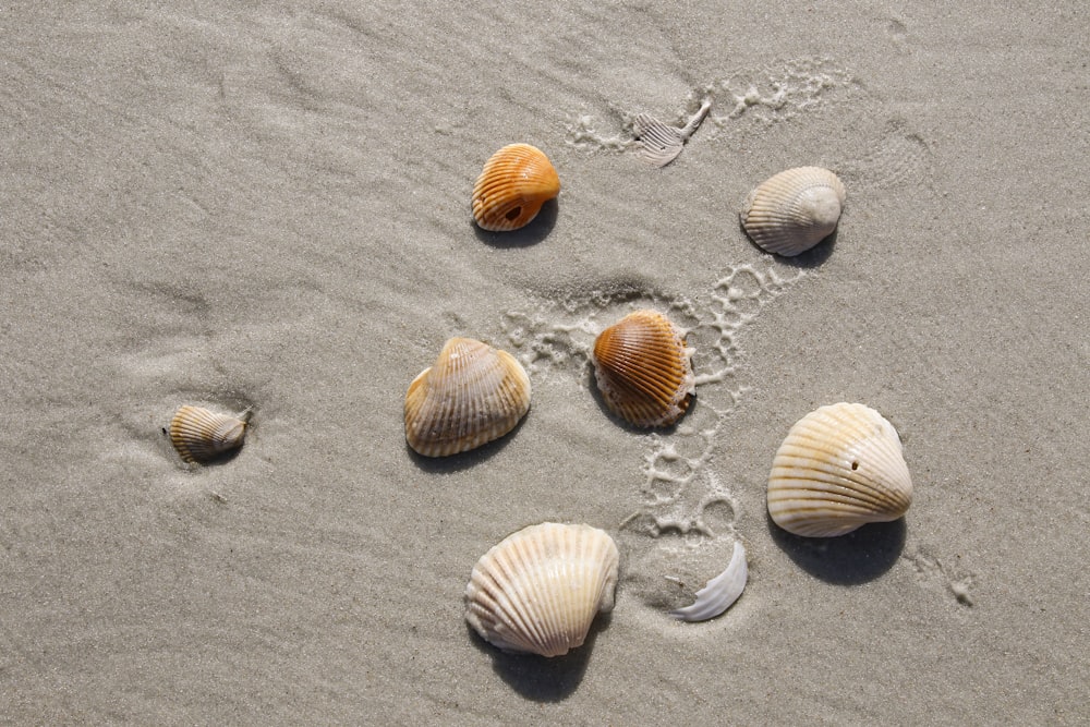 conchas brancas e marrons na areia cinzenta