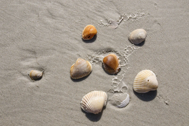 Seashells resting on grey sand