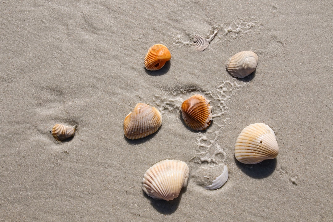 white and brown seashells on gray sand