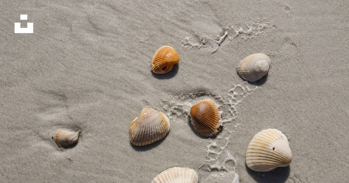 White and brown seashells on gray sand photo – Free Fl Image on Unsplash