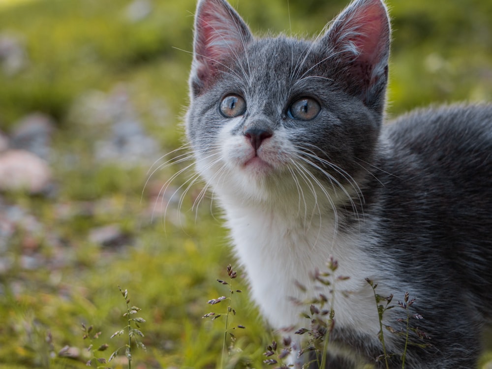 昼間の緑の芝生の上の白と灰色の猫