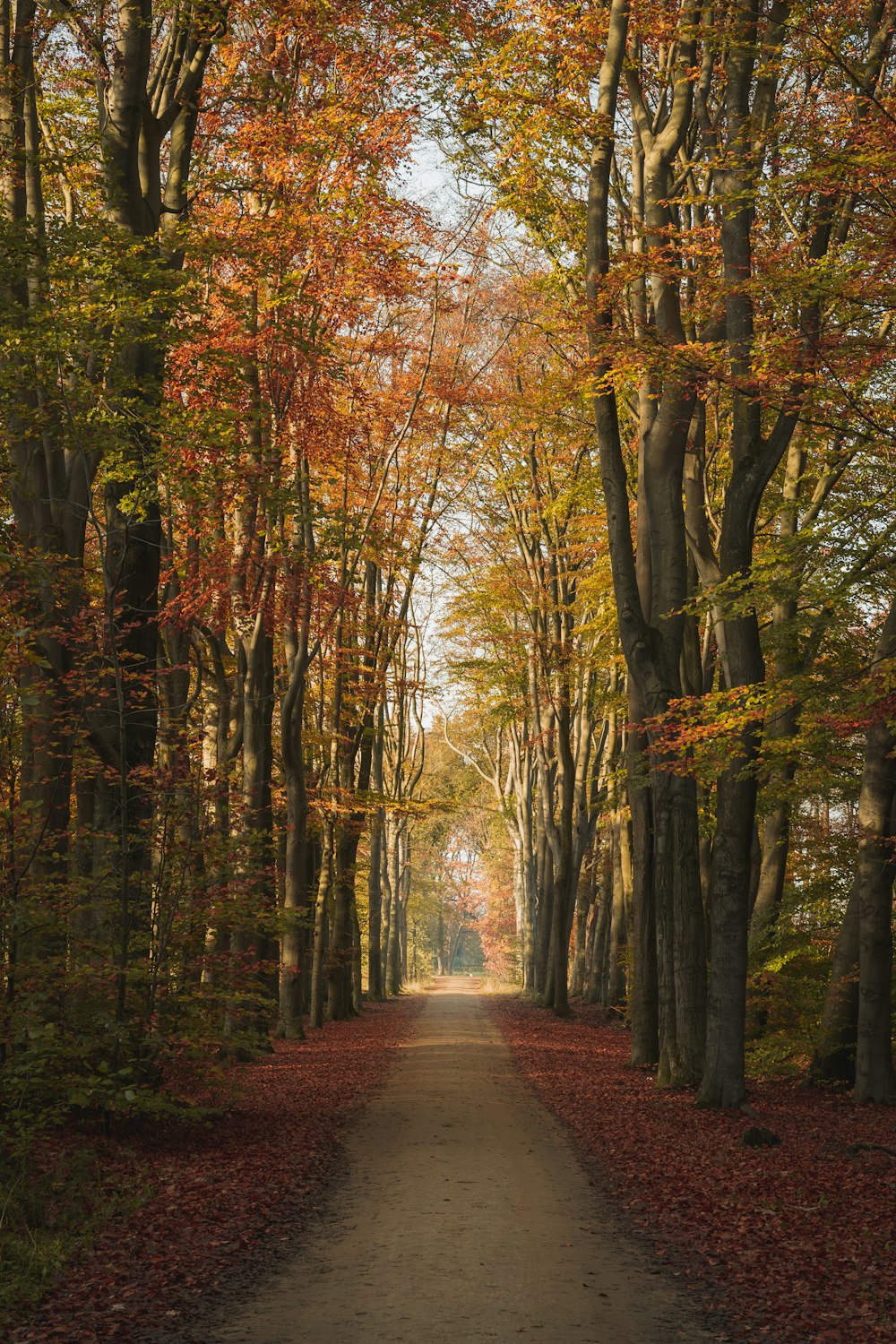 brown pathway between trees during daytime