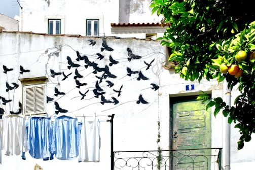 A wall with a detailed mural of black birds in flight, creating a dynamic and lively scene. Beneath the mural, clothes in blue and white tones hang on a washing line, creating a casual, everyday atmosphere. A weathered green door is visible nearby, and an orange tree with ripe fruit adds a natural element to the scene.