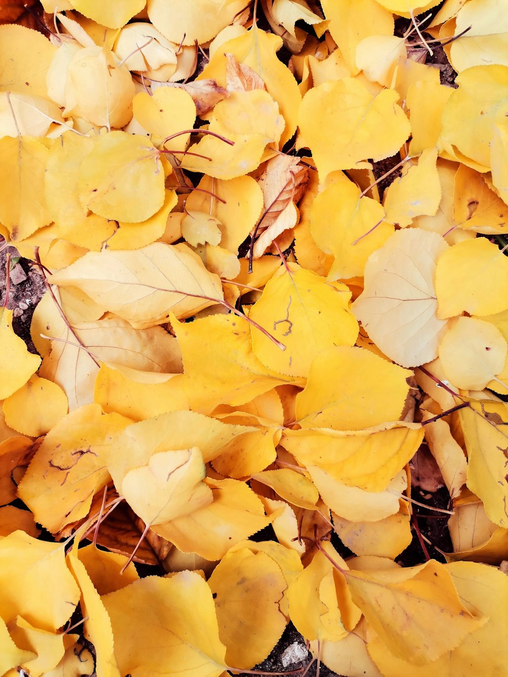 black and white butterfly on yellow leaves