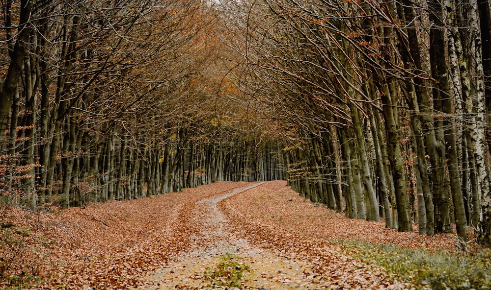 brown dirt road between trees during daytime