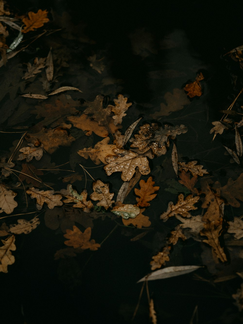 brown dried leaves on ground