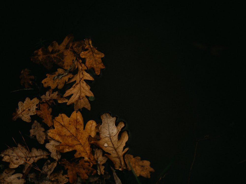 Braunes Ahornblatt auf schwarzem Hintergrund