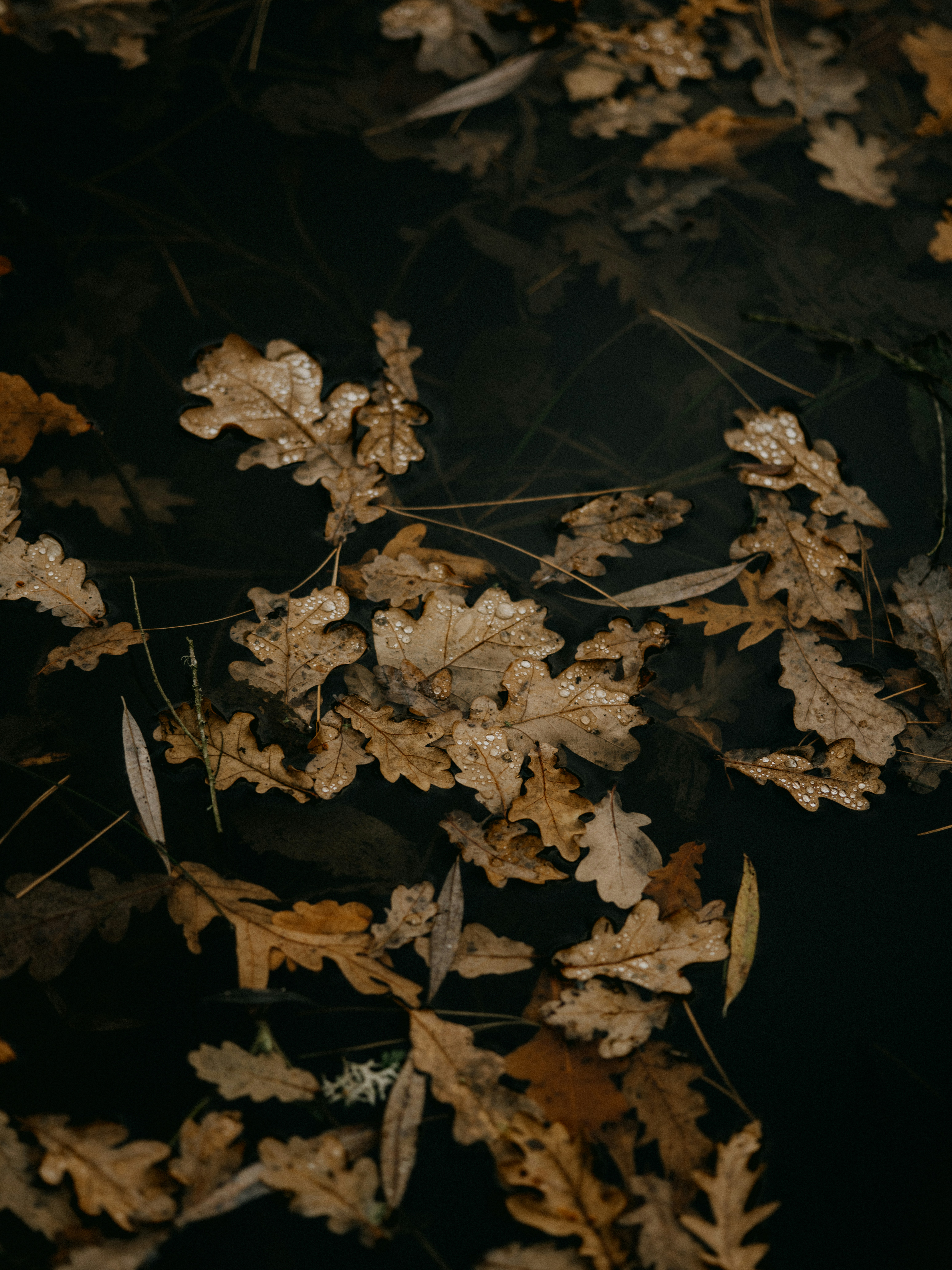 Photo by anniespratt