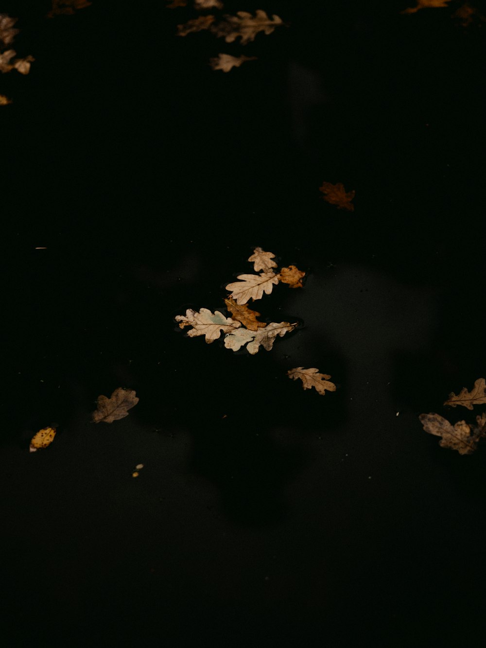 white and yellow flower petals