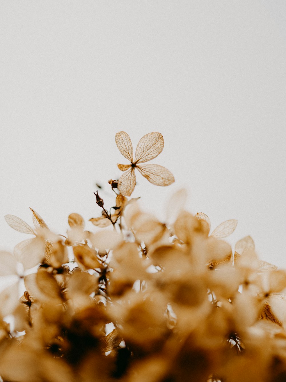 brown and white flower petals