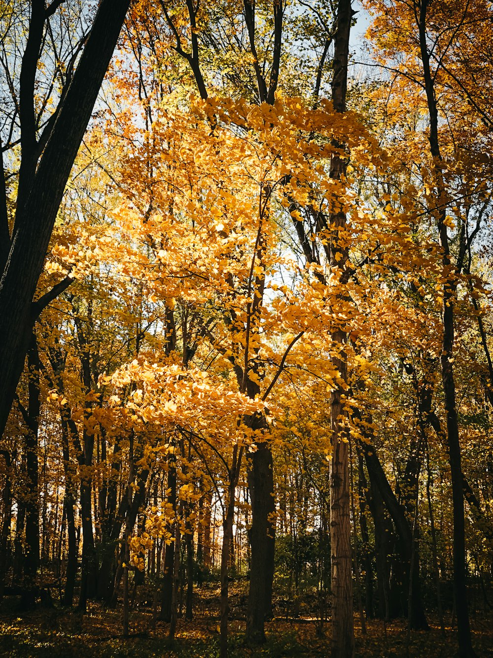 brown trees under white sky during daytime