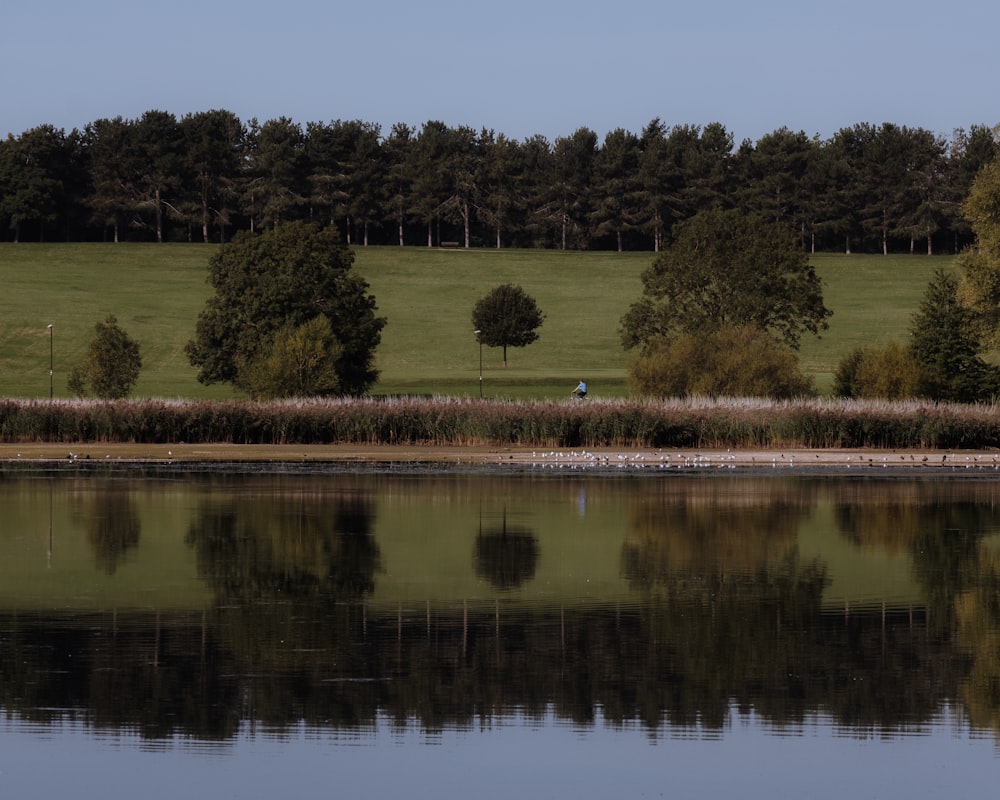 green grass field near lake during daytime