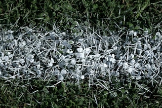 white flowers on green grass