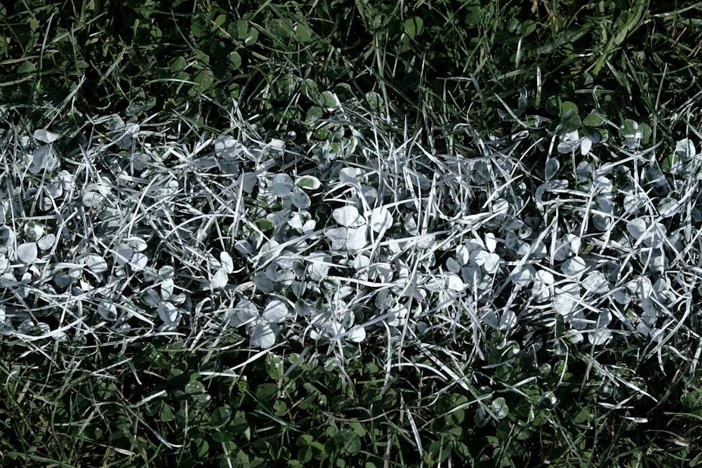 white flowers on green grass