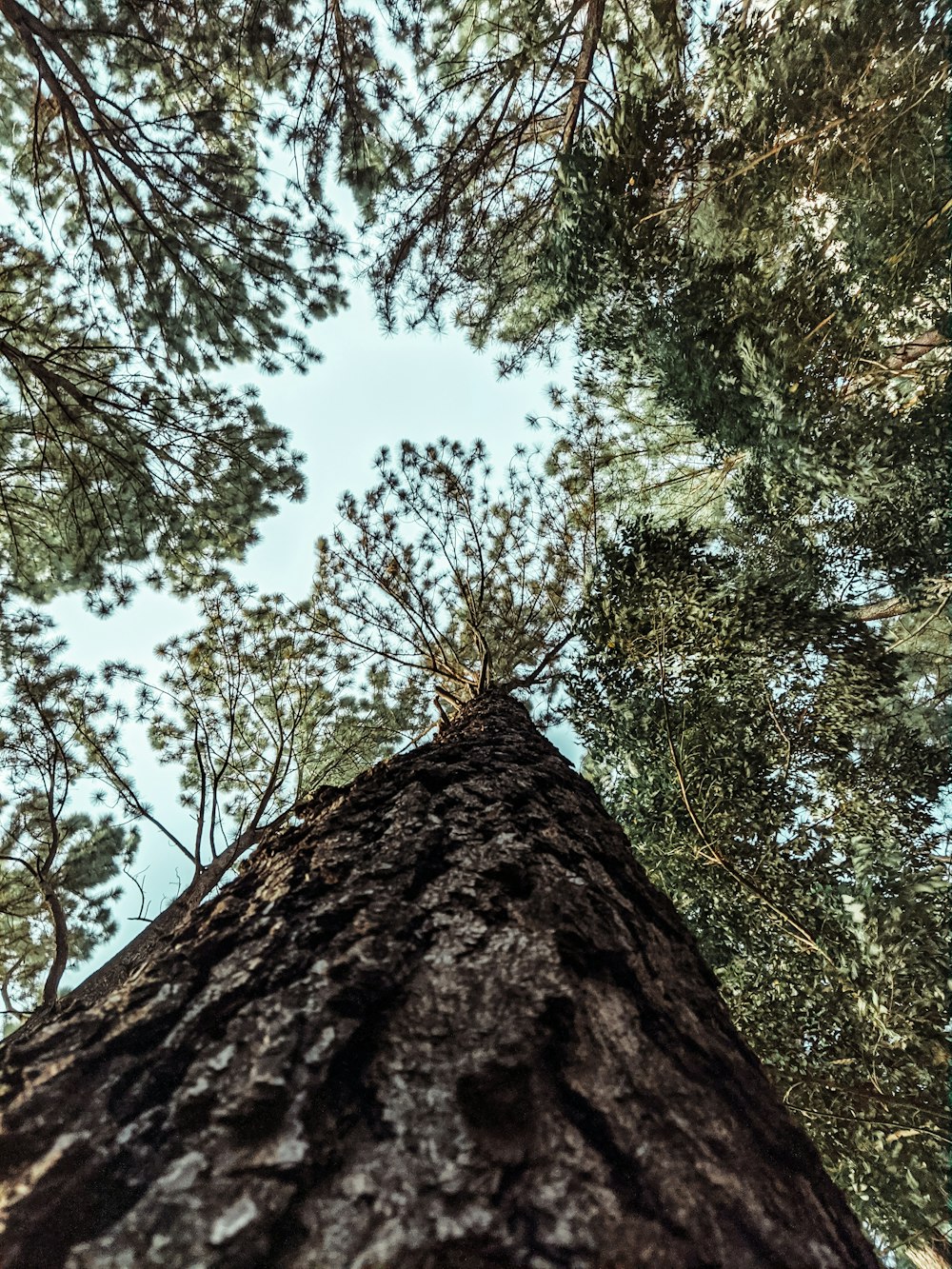 low angle photography of green leaf tree