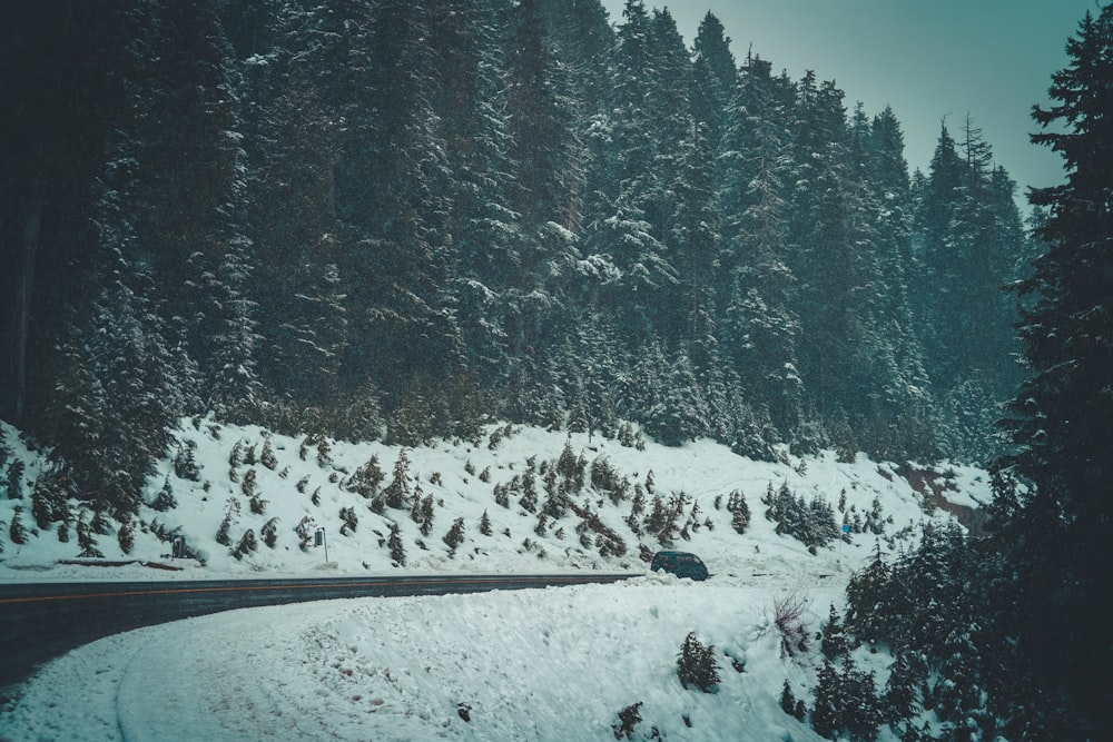 snow covered pine trees during daytime