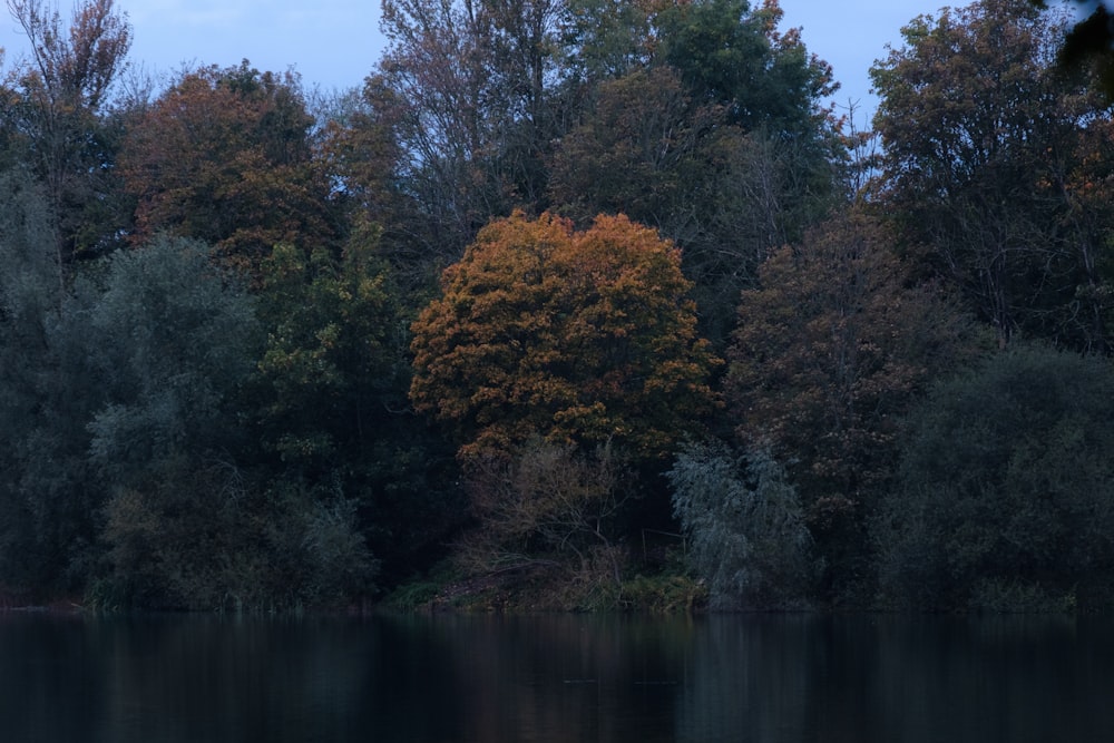 green and brown trees beside river during daytime