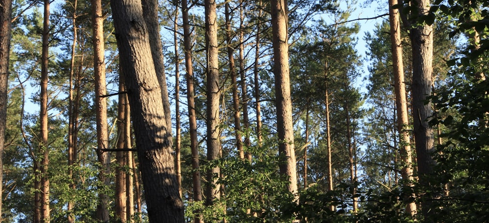 green and brown trees during daytime