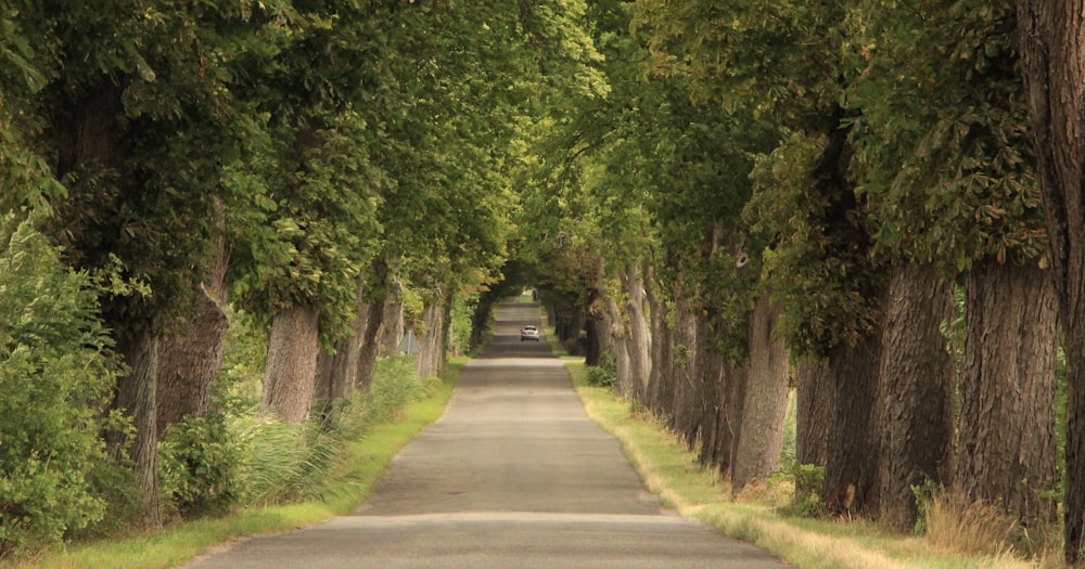 gray concrete road between green trees during daytime