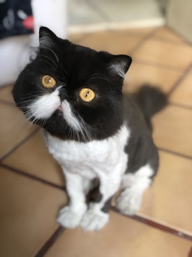 A black and white Persian cat with round, bright yellow eyes sits on a tiled floor. Its fur is neatly groomed, featuring a contrast between the black fur on its head and the white on its chest and paws.