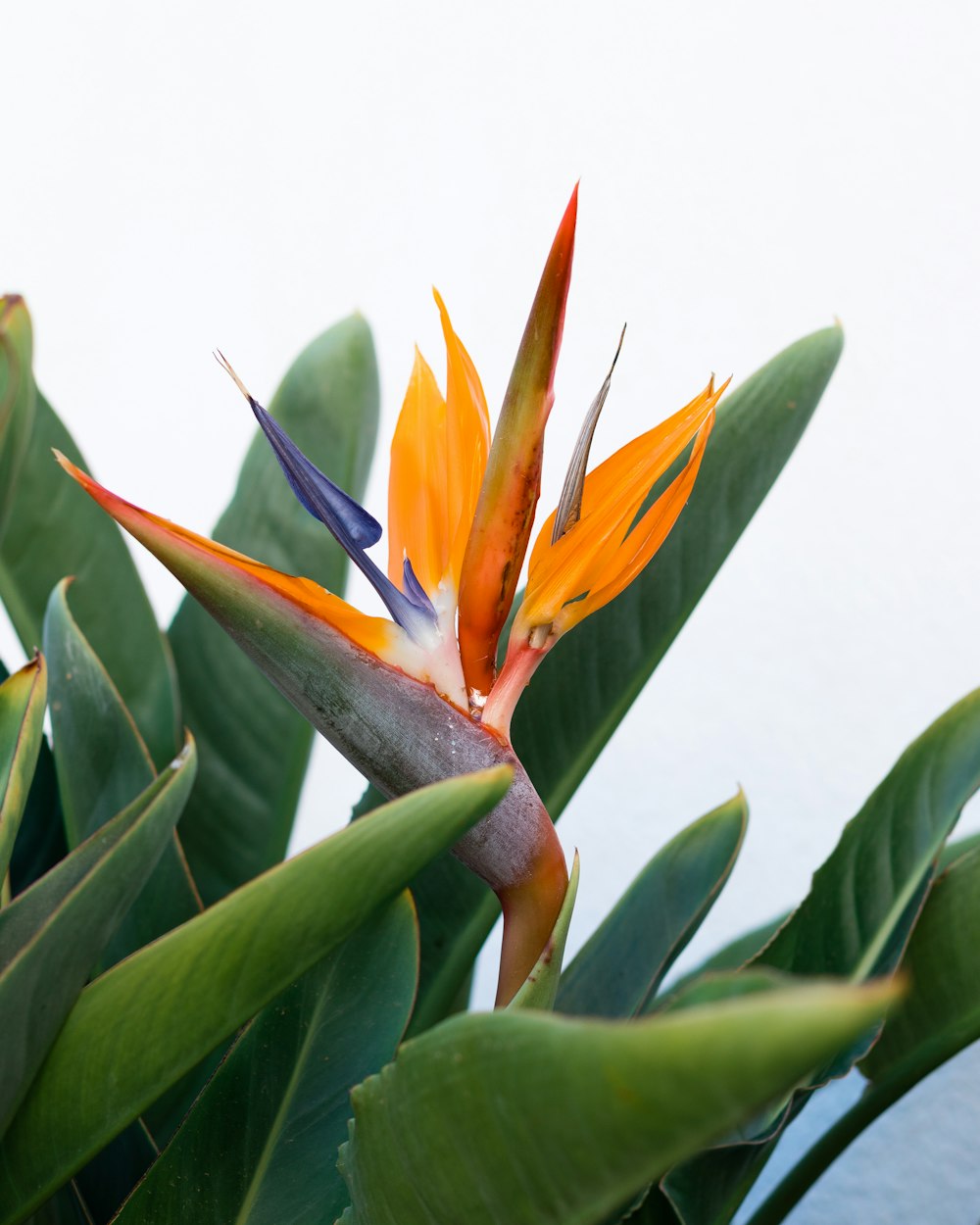 orange and green birds of paradise flower