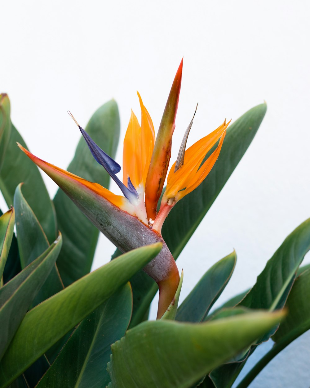 Orange und grüne Paradiesvögel Blume