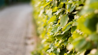 Close-up of a sleek plastic garden barrier neatly separating green shrubs.