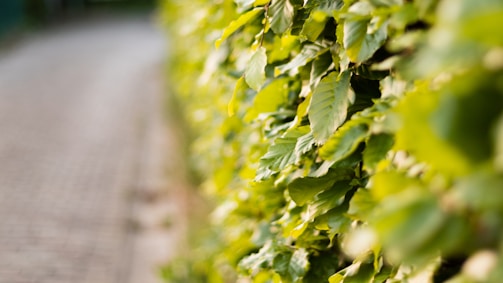 Close-up of a sleek plastic garden barrier neatly separating green shrubs.