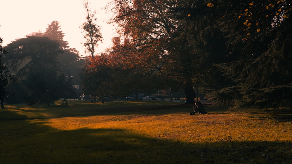 people walking on green grass field near trees during daytime