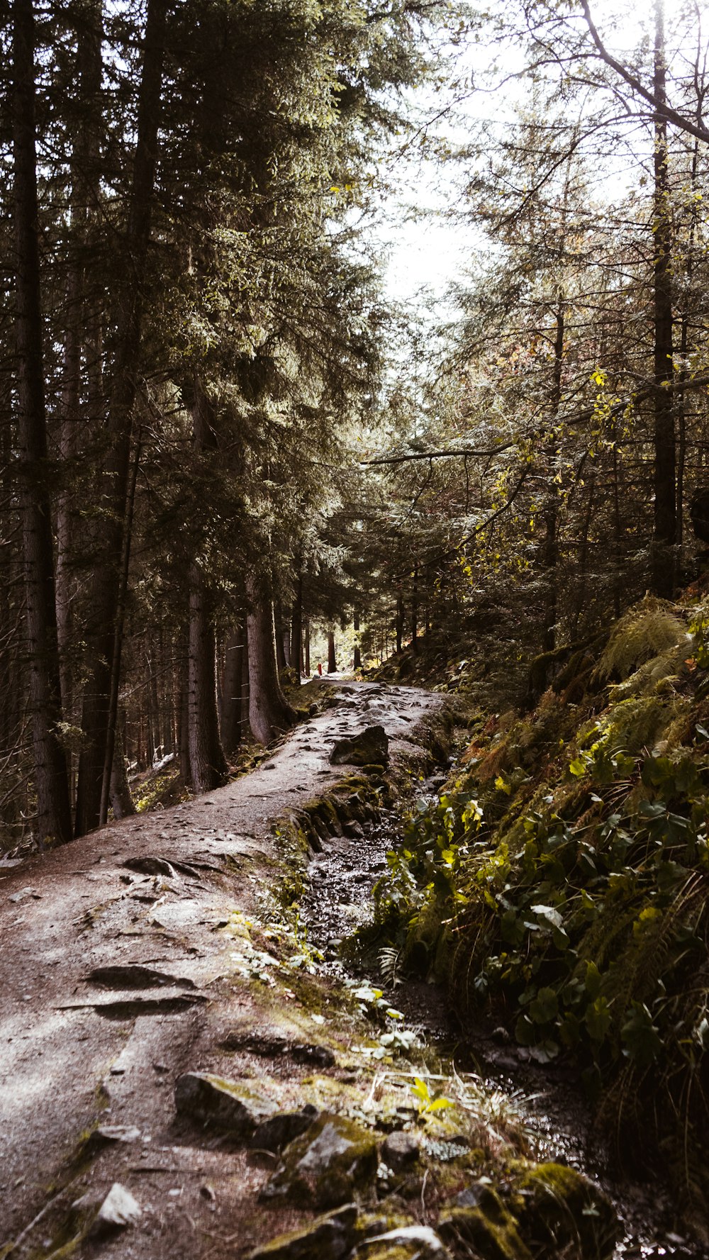 brown pathway between green trees during daytime