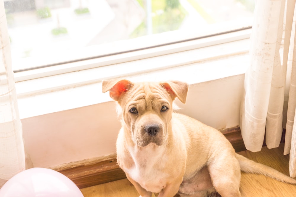 brown short coated dog sitting on brown wooden floor