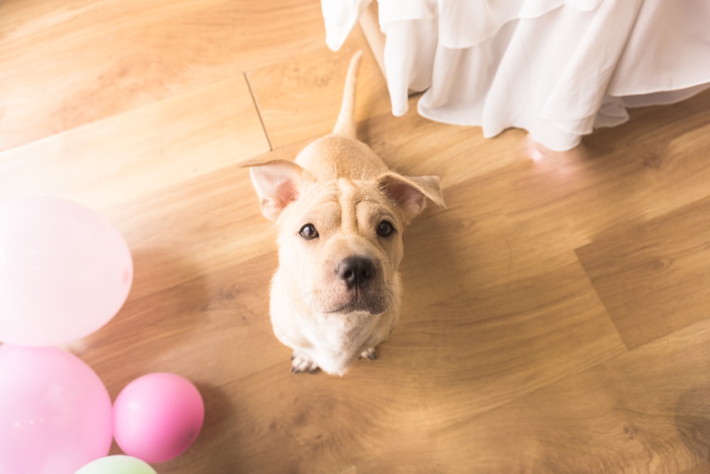 brown short coated dog sitting on brown wooden floor