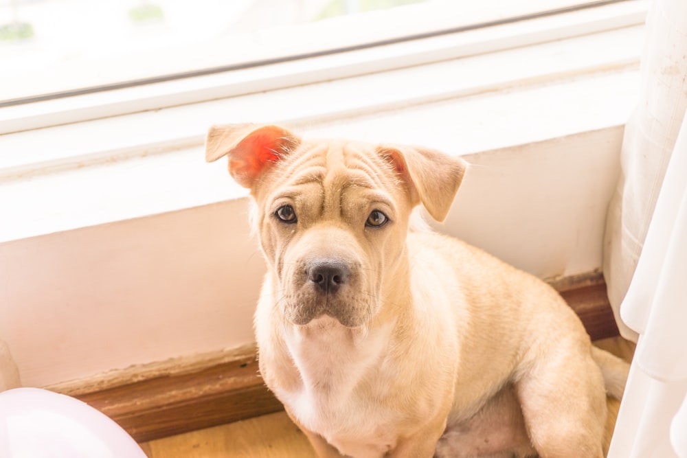 brown and white american pitbull terrier puppy sitting on brown wooden floor