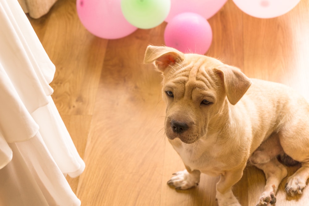 brown short coated dog sitting on brown wooden floor