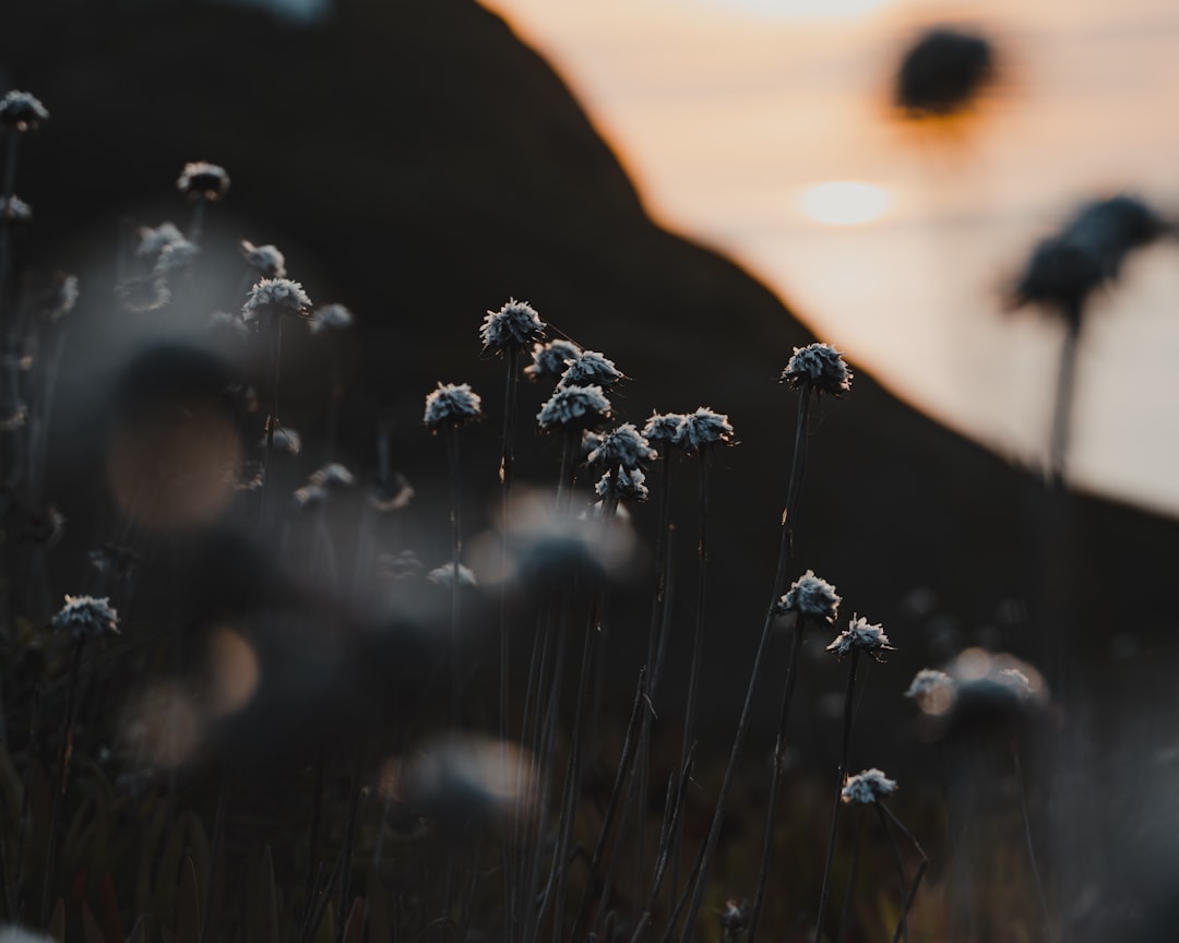 white flowers on desert during daytime