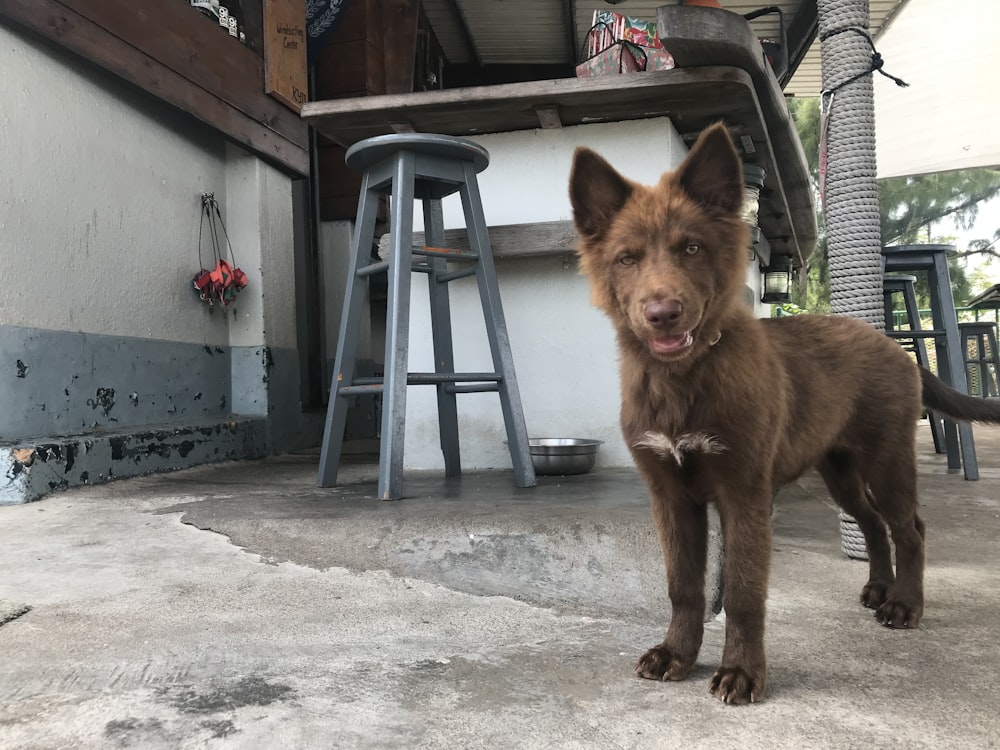 brown short coated dog standing on gray concrete floor