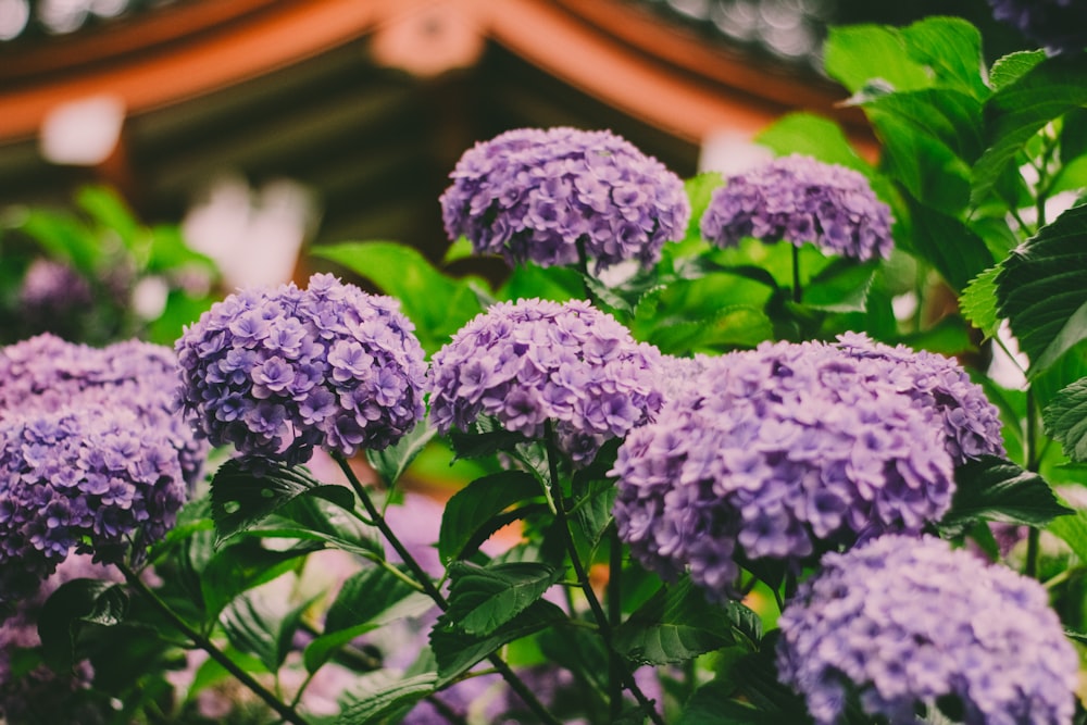 Flores moradas en lente de cambio de inclinación